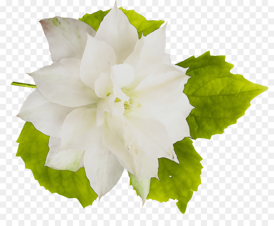 Mallows，Planta Anual PNG