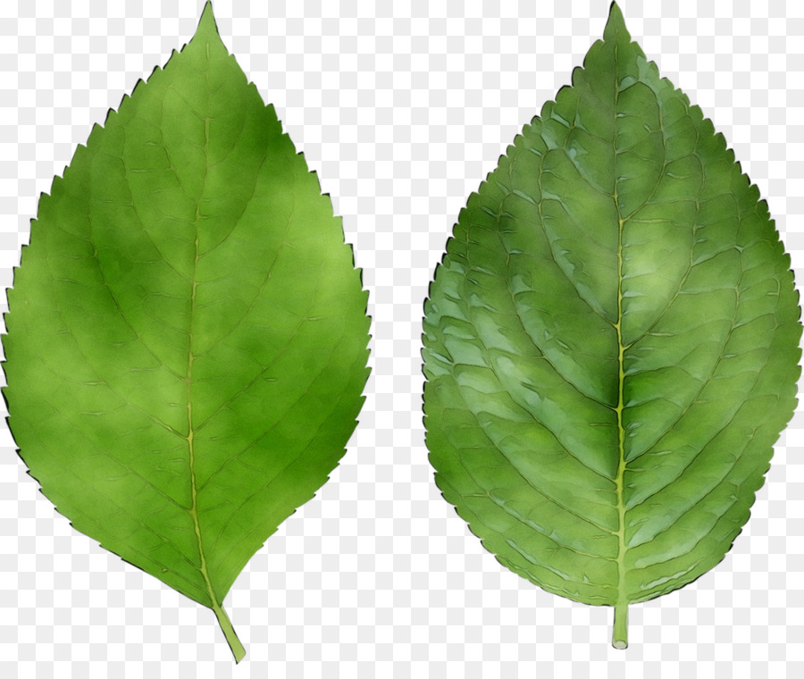 Hoja，Tallo De La Planta PNG