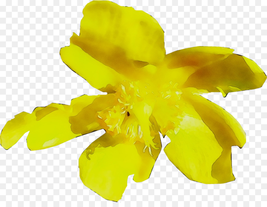 Amarillo，La Floración De La Planta PNG