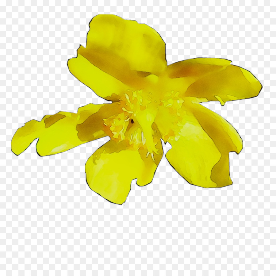 Amarillo，Las Flores Cortadas PNG
