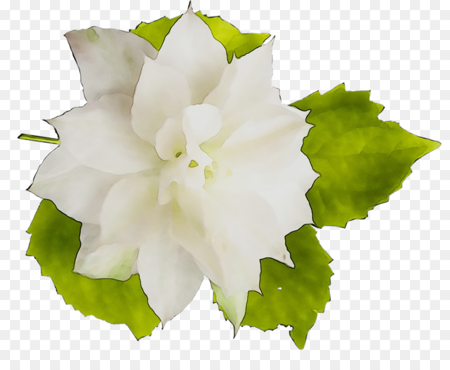 Planta Anual，Planta Herbácea PNG