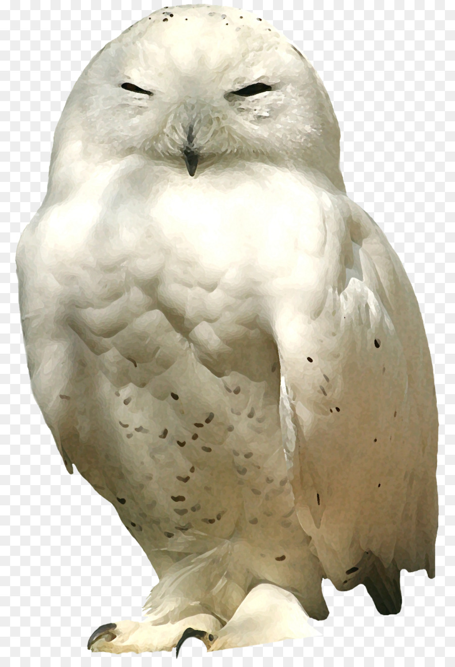 Aves，El Pequeño Búho PNG