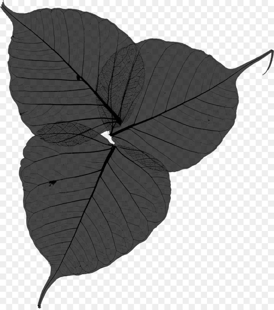 Hoja，Planta PNG