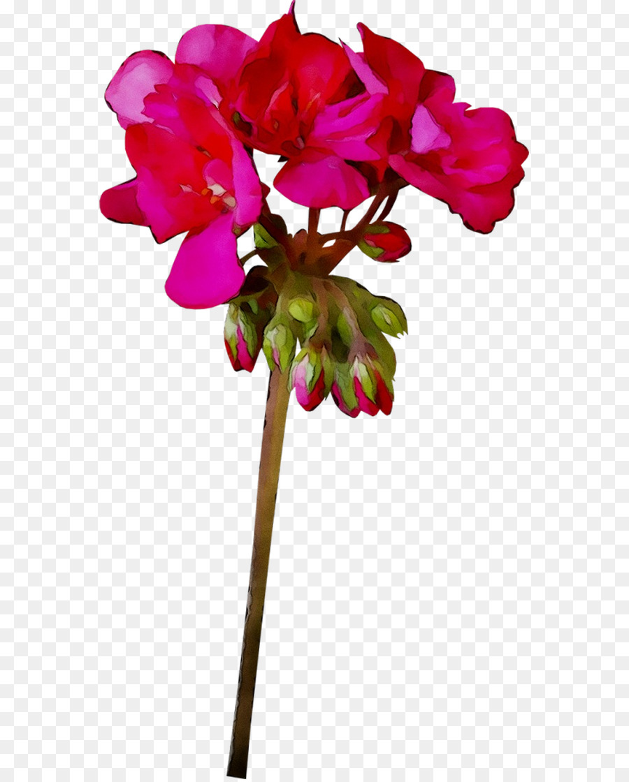 Flor Rosa，Floración PNG