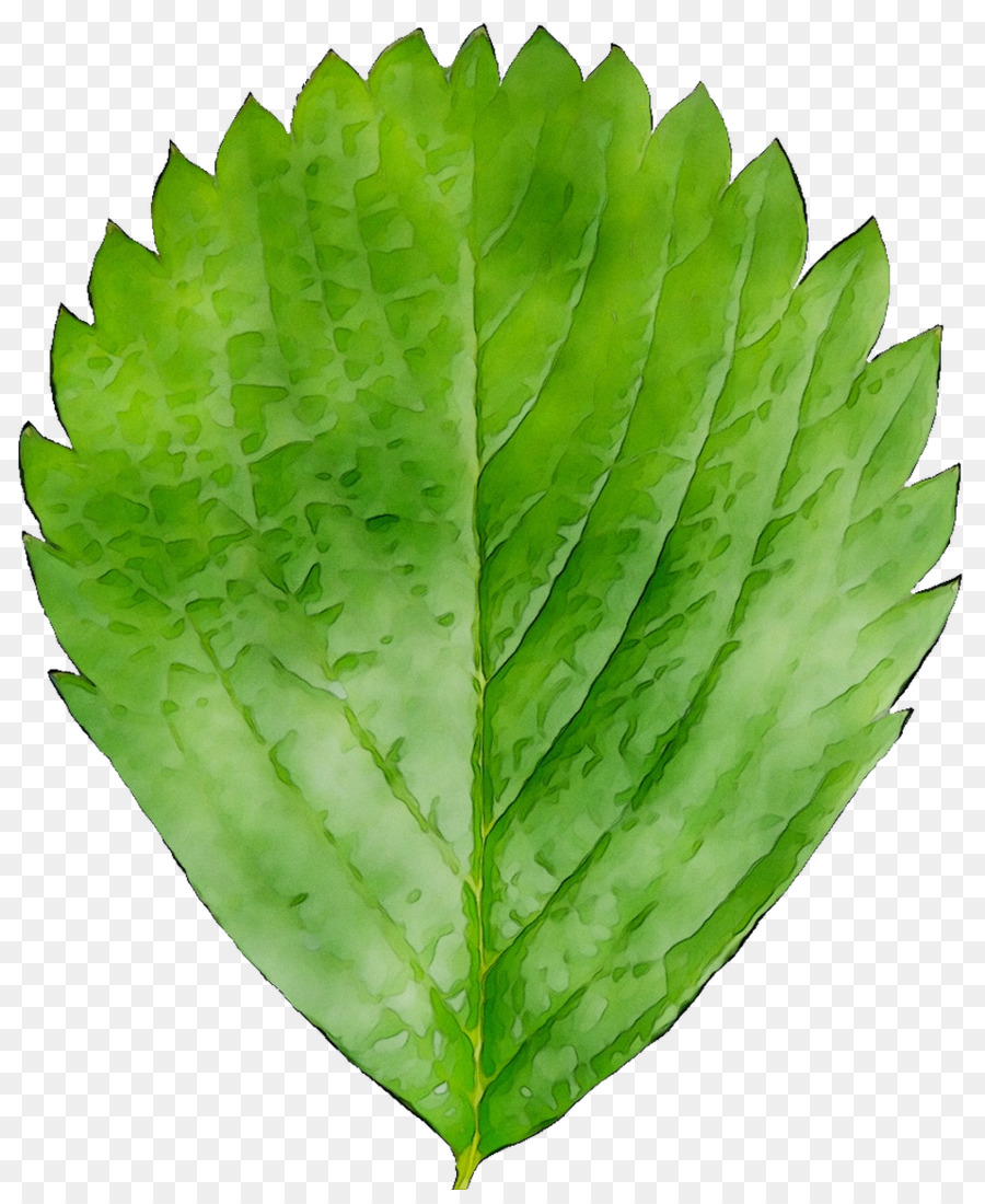 Hoja，Los Verdes PNG