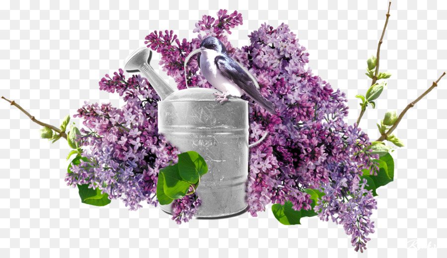 Lila，Florero PNG