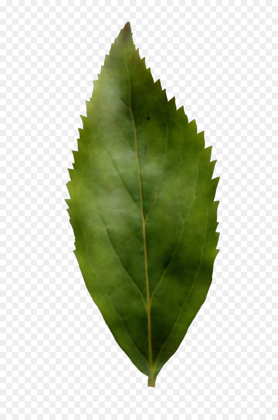 Hoja，Planta PNG