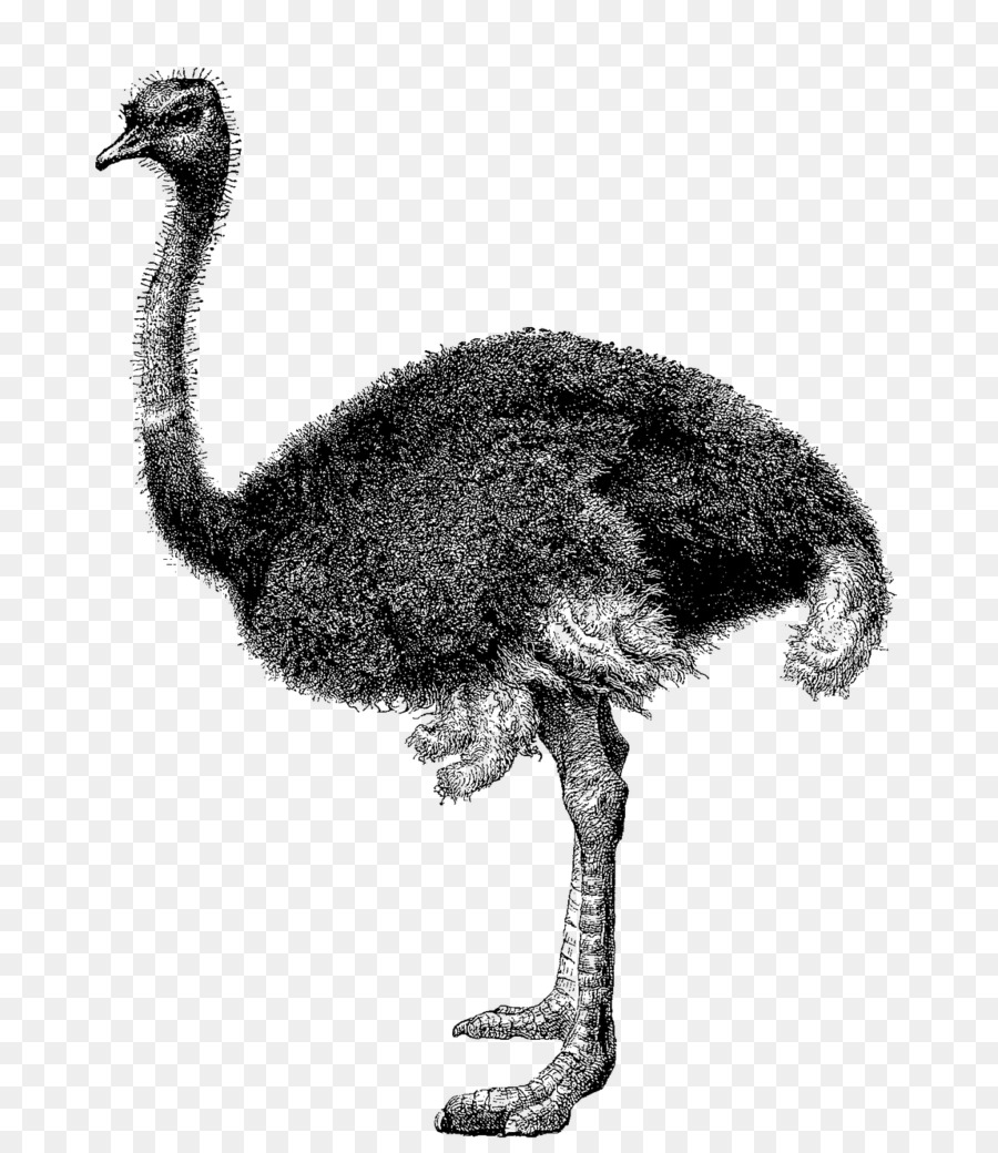 Común De Avestruz，Ostriches Avestruces PNG