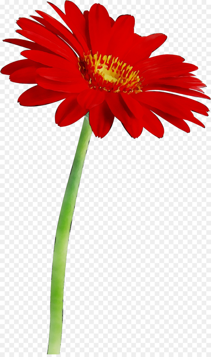 Fondo De Escritorio，Flor PNG