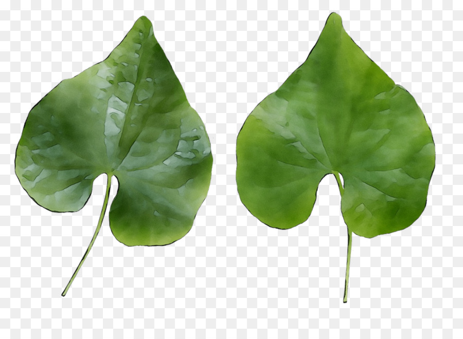 Hoja，Planta PNG