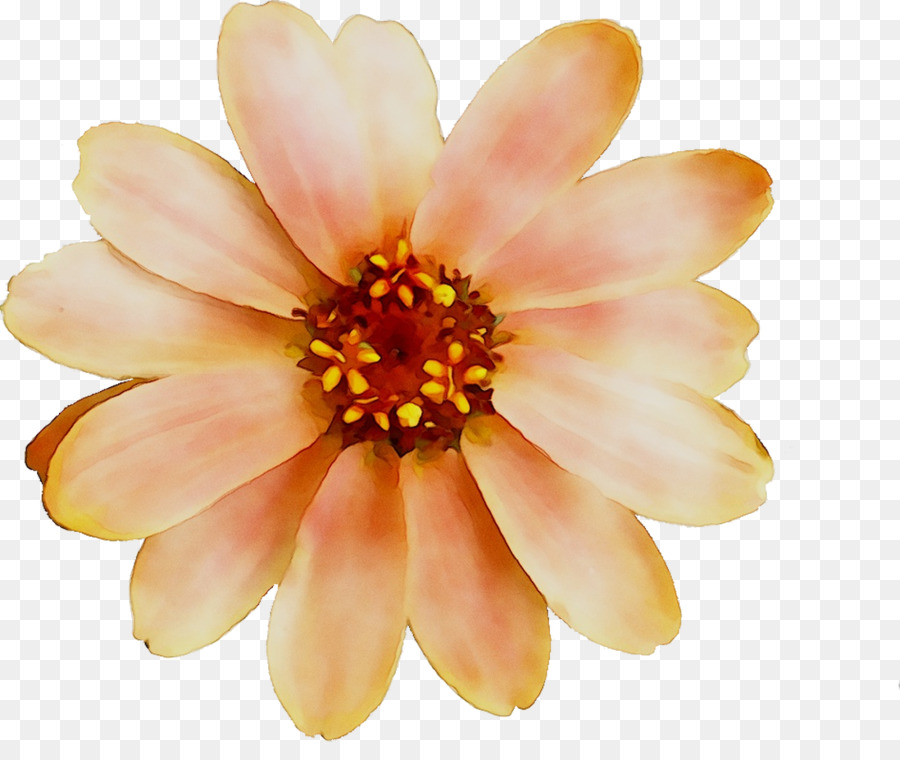 Daisy Familia，Orange Sa PNG