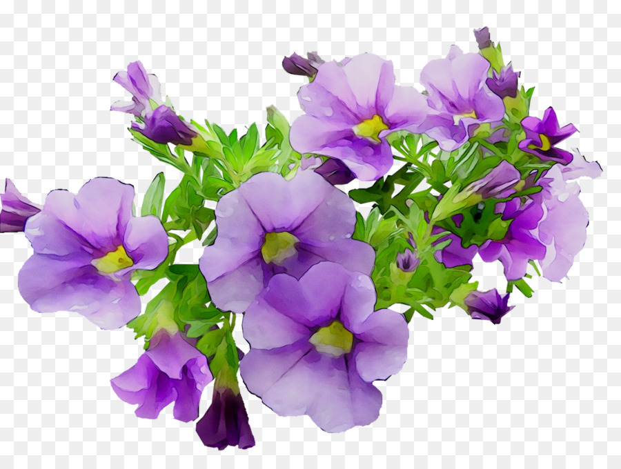 Planta Anual，Primrose PNG