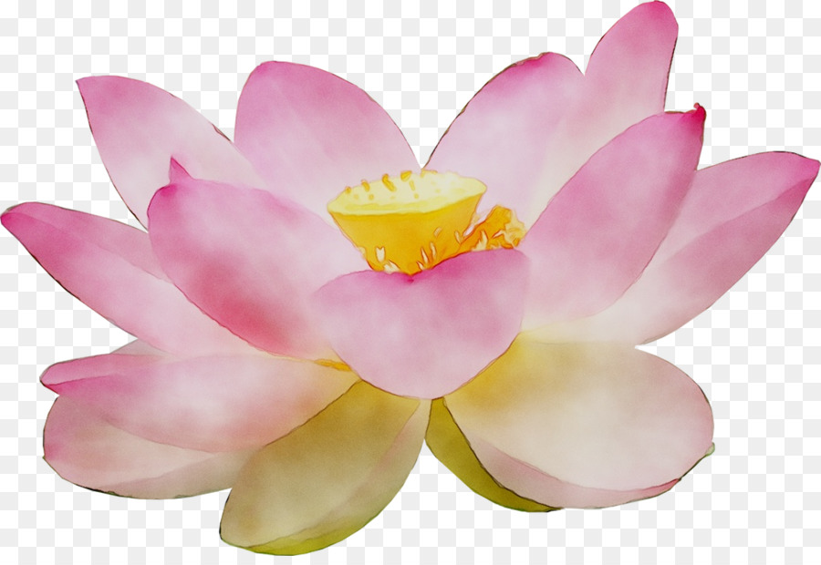 Loto Rosa，Floración PNG