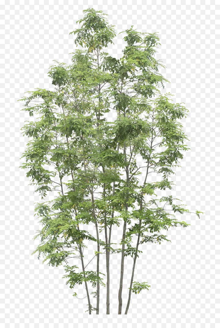 Árbol，Naturaleza PNG