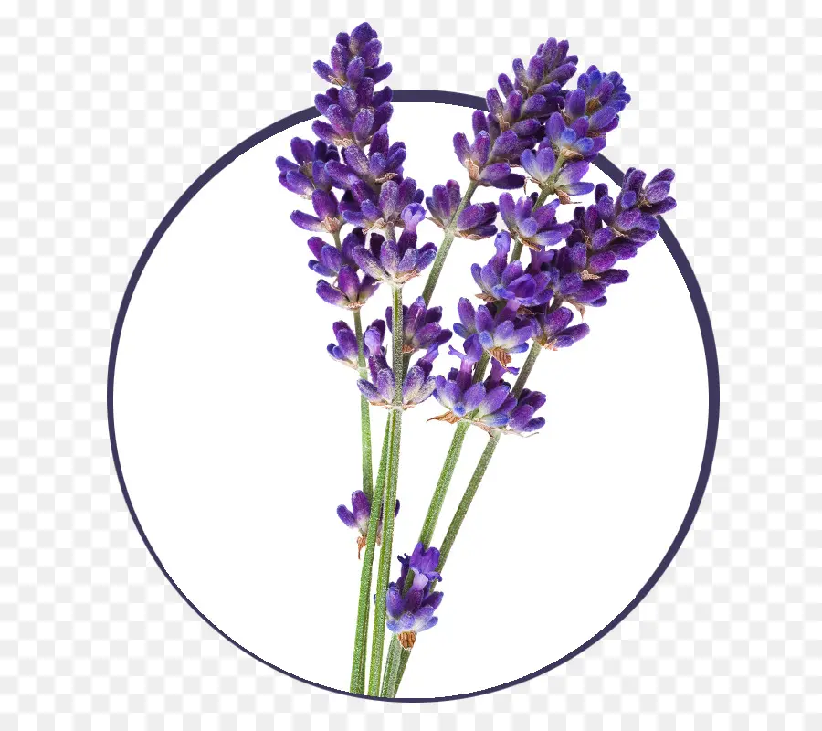 Inglés Lavanda，El Aceite De Lavanda PNG