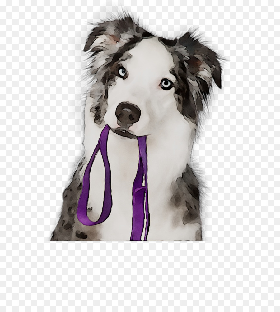 Raza De Perro，Border Collie PNG