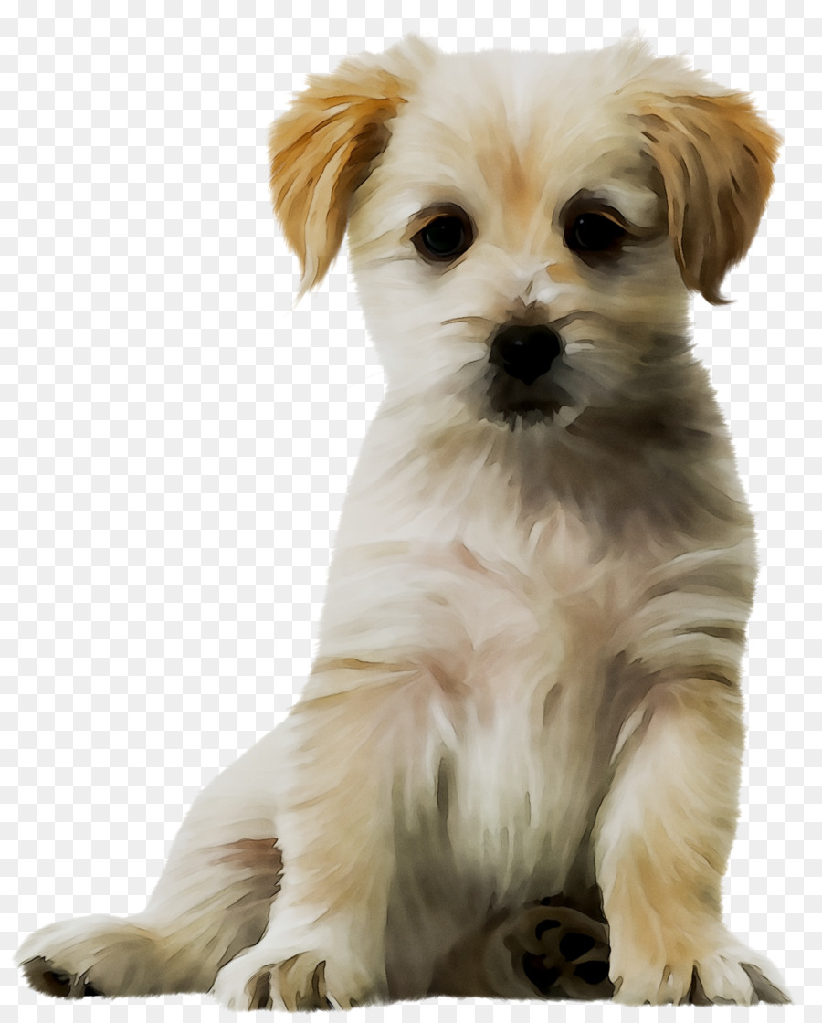 Cachorro，Havanese Perro PNG