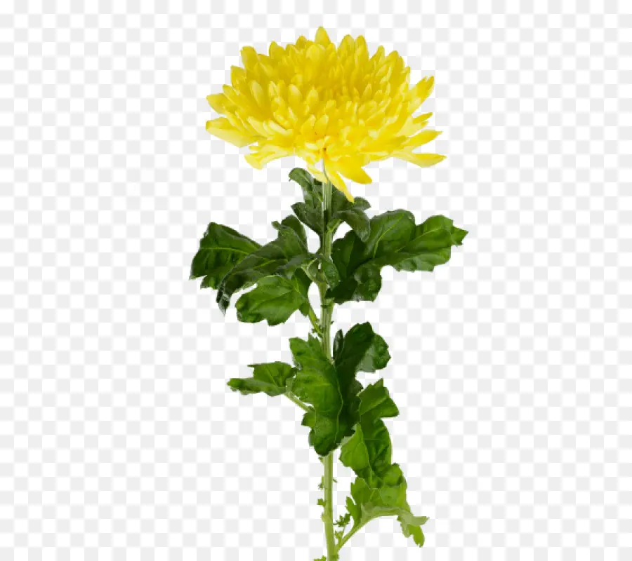 Crisantemo Amarillo，Florecer PNG