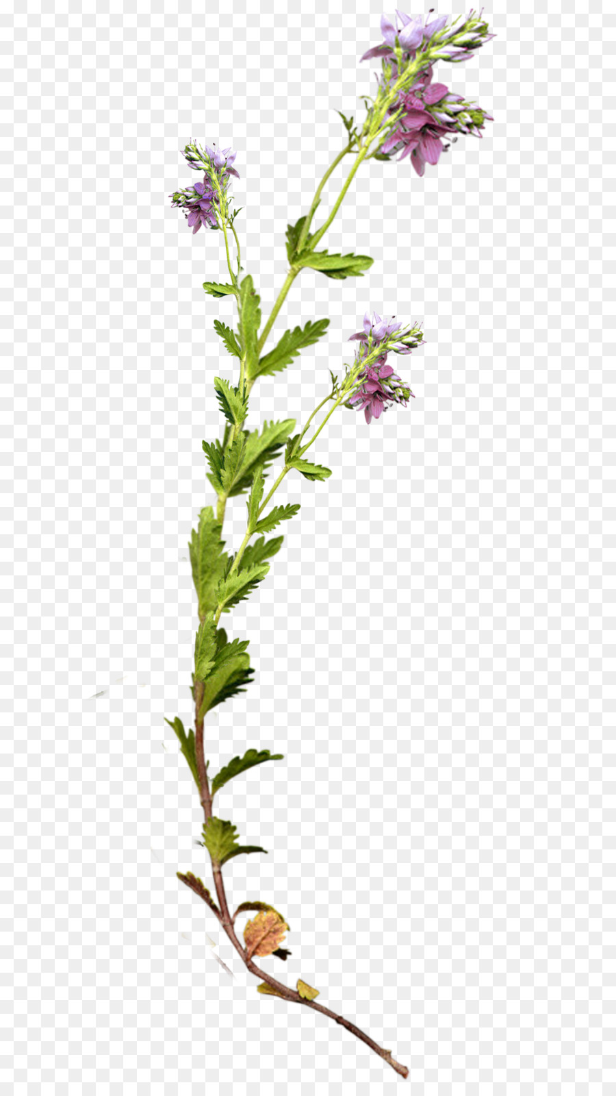 Lavanda，La Fotografía PNG