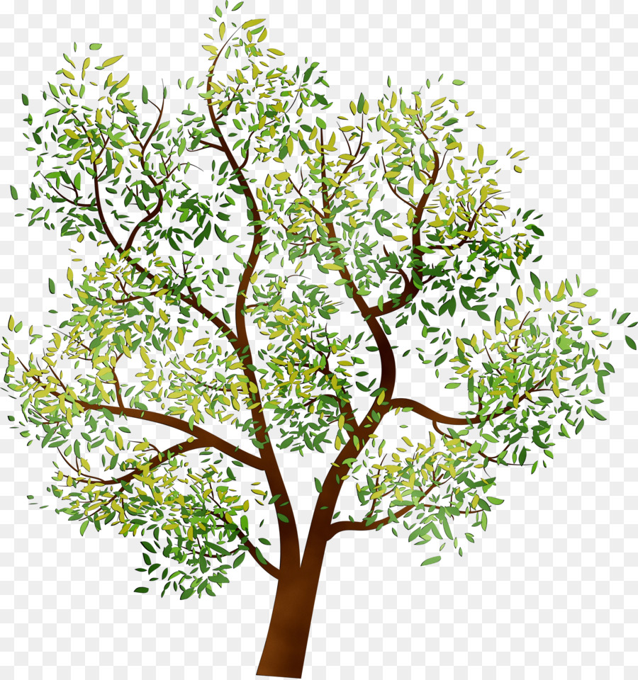 Árbol，Hojas PNG