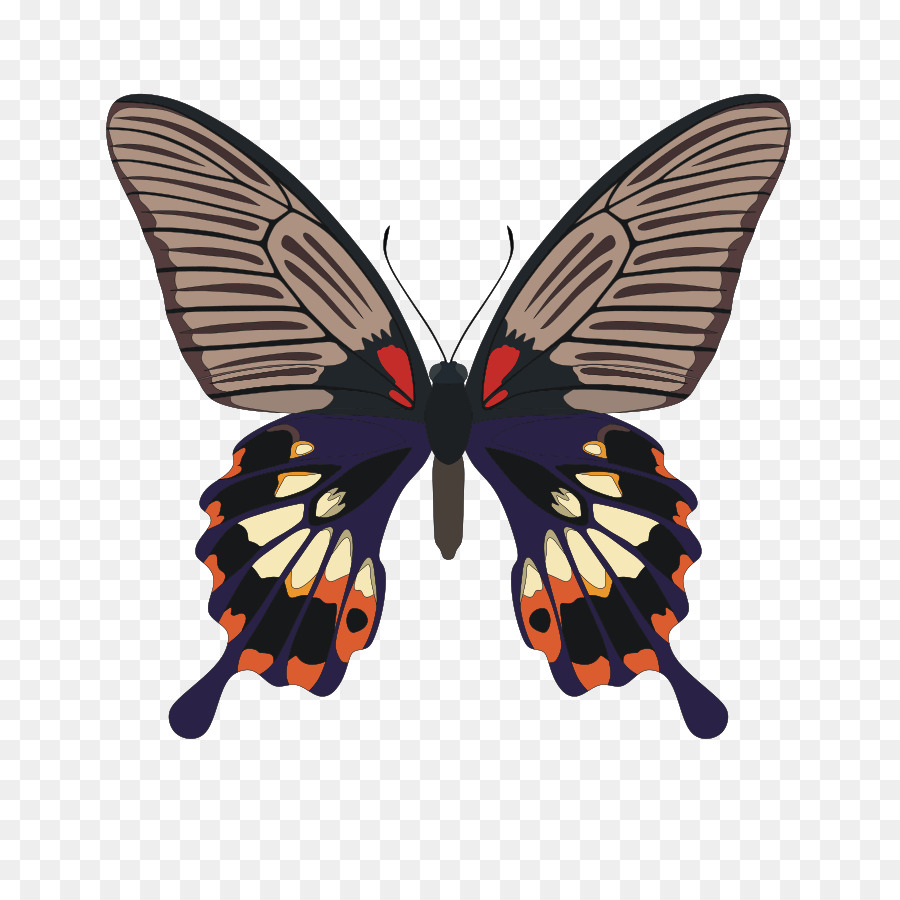 Mariposa，Los Insectos PNG