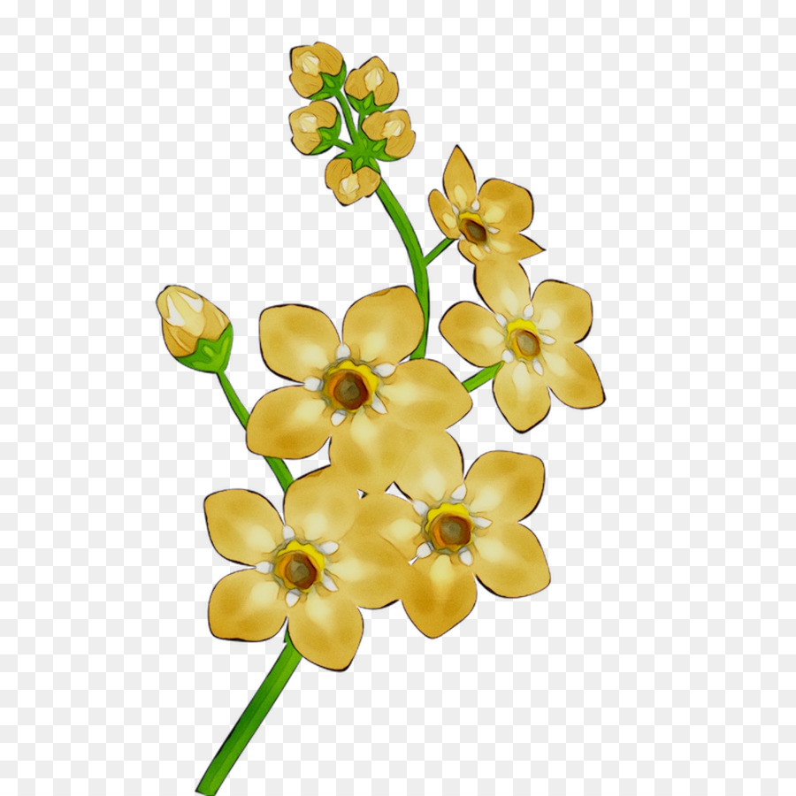 Narcisos，Amarillo PNG