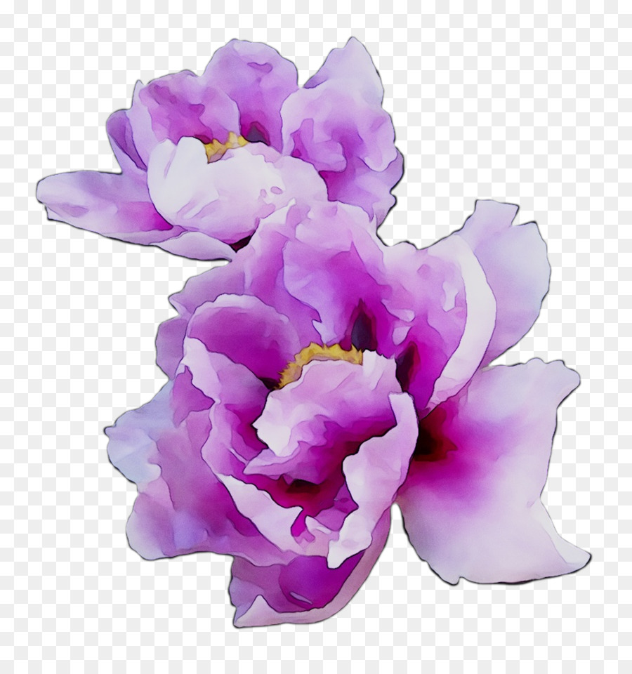 Flor Rosa，Floración PNG