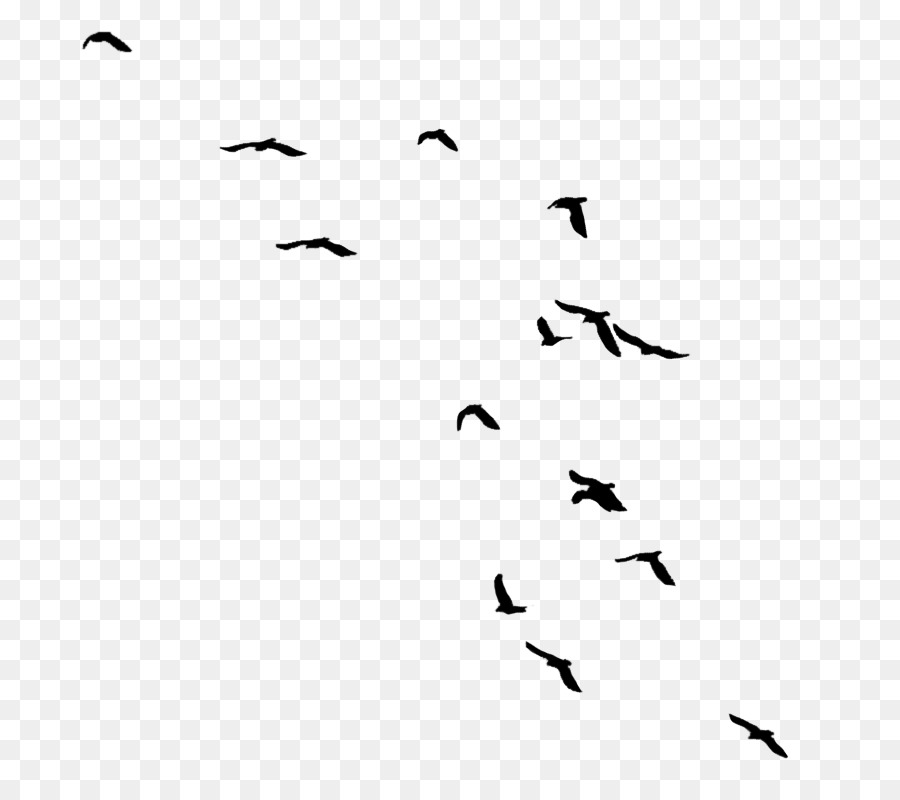 Aves，Kacke PNG