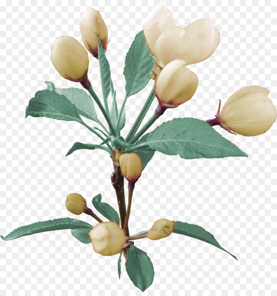 Flor，Dibujo PNG