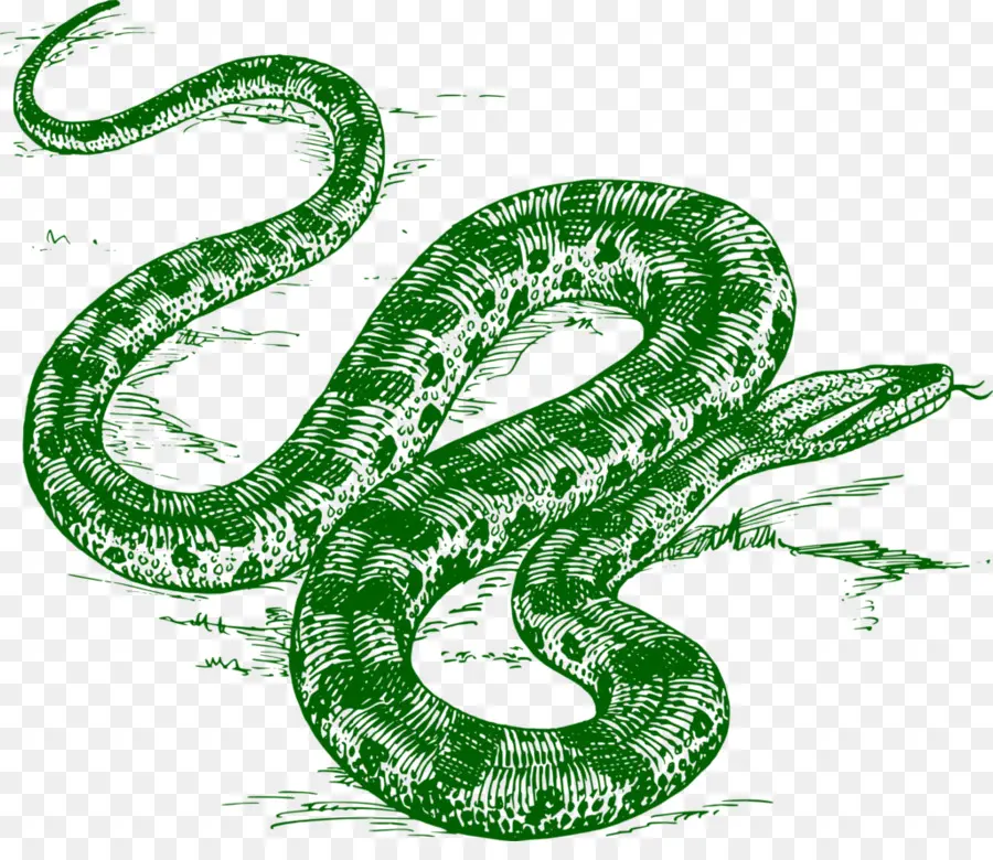 Las Serpientes，Anaconda Verde PNG