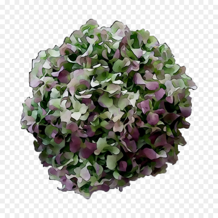 Hortensia，Las Flores Cortadas PNG