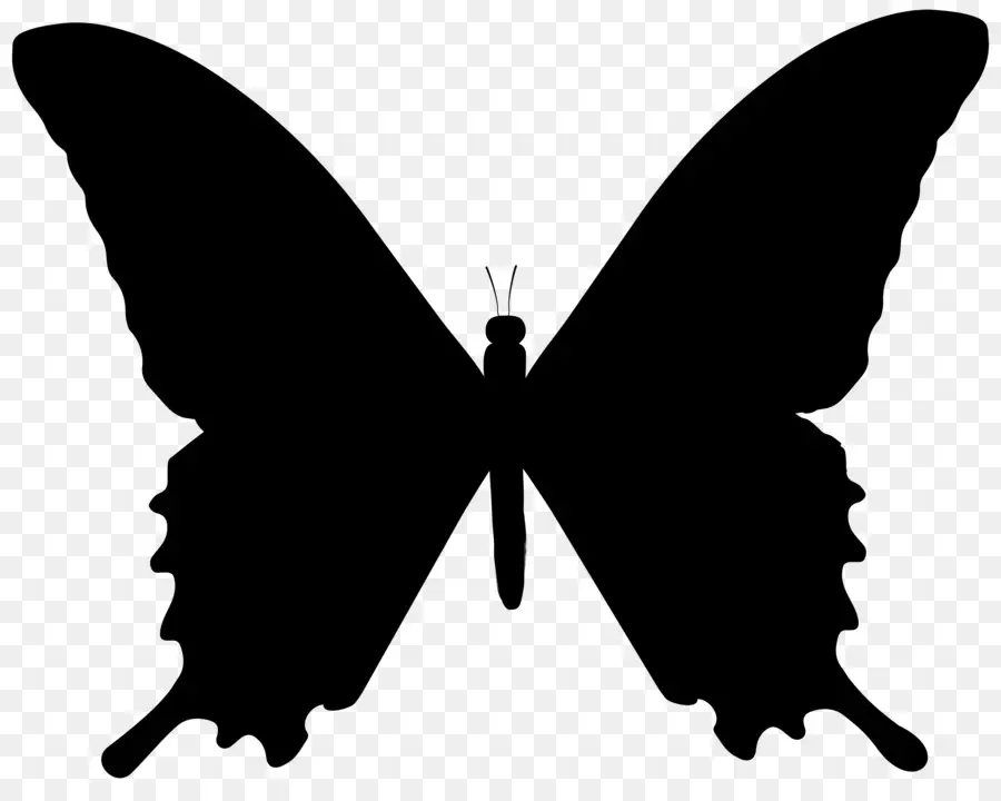 Mariposa，Fondo De Escritorio PNG