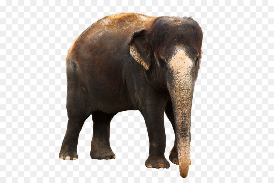 Elefante Morado，Elefante PNG