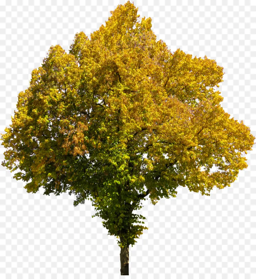 árbol Amarillo，Amarillo PNG