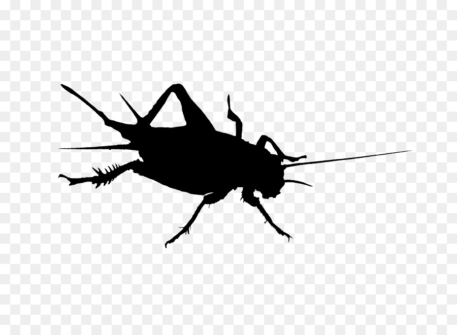 Cucaracha，Cricket PNG