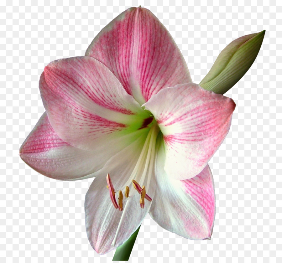 Flor Colorida，Florecer PNG