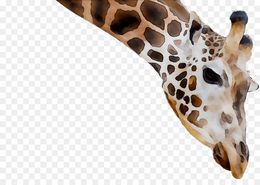 Jirafa，Cuello PNG