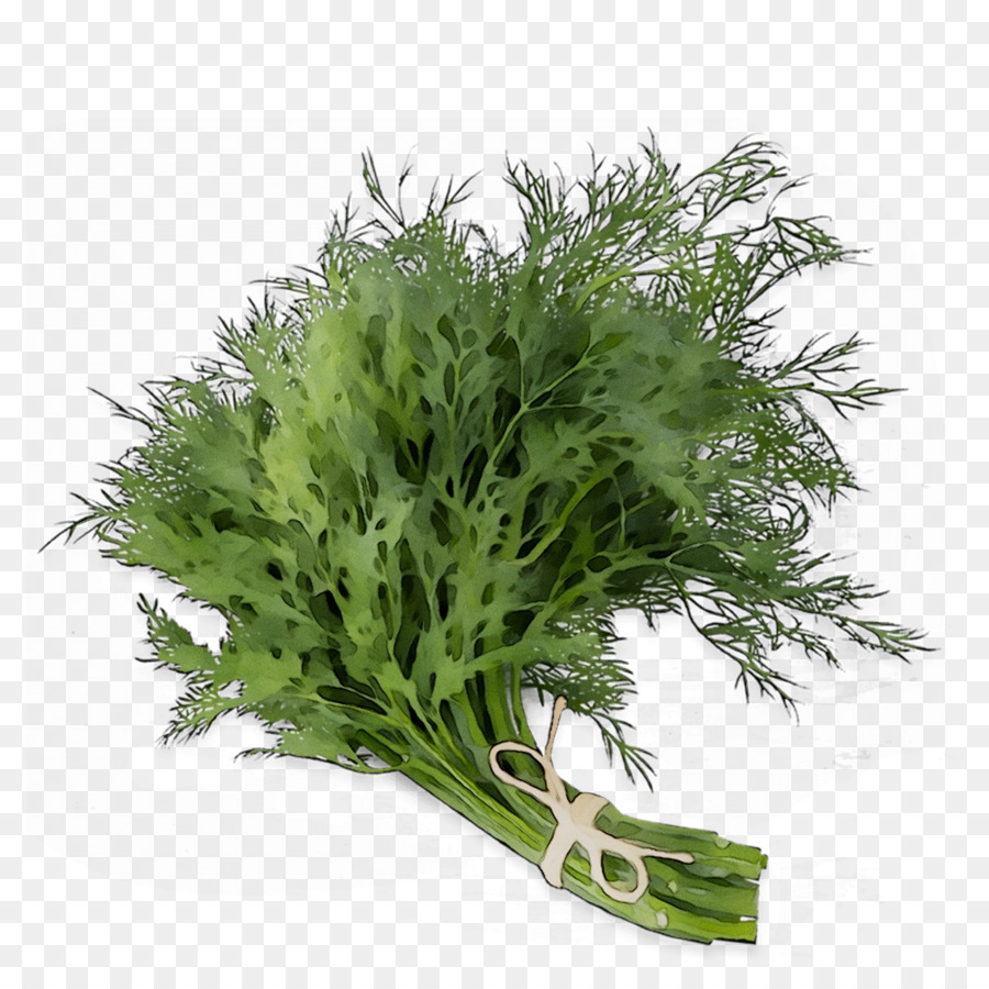 Perejil，Planta PNG