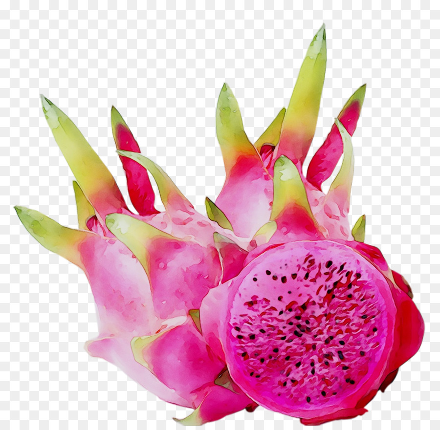 La Pitaya，Planta PNG