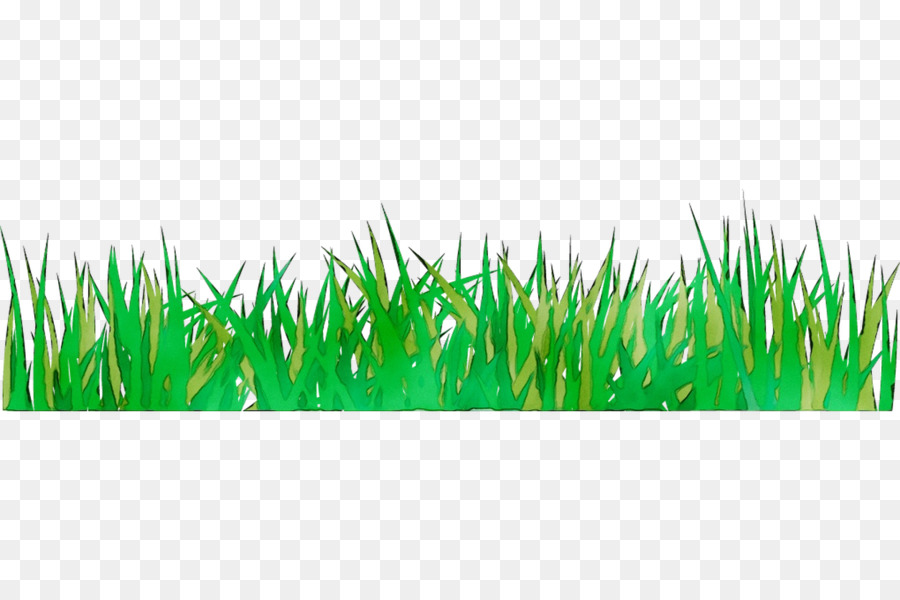 Wheatgrass，Verde PNG