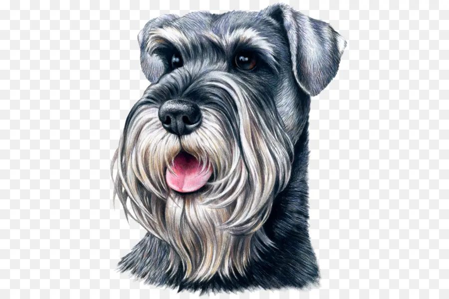 Schnauzer Miniatura，Schnauzer Estándar PNG