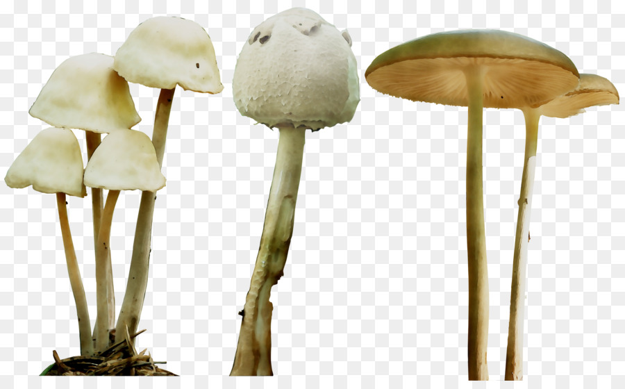 Seta，Agaricaceae PNG