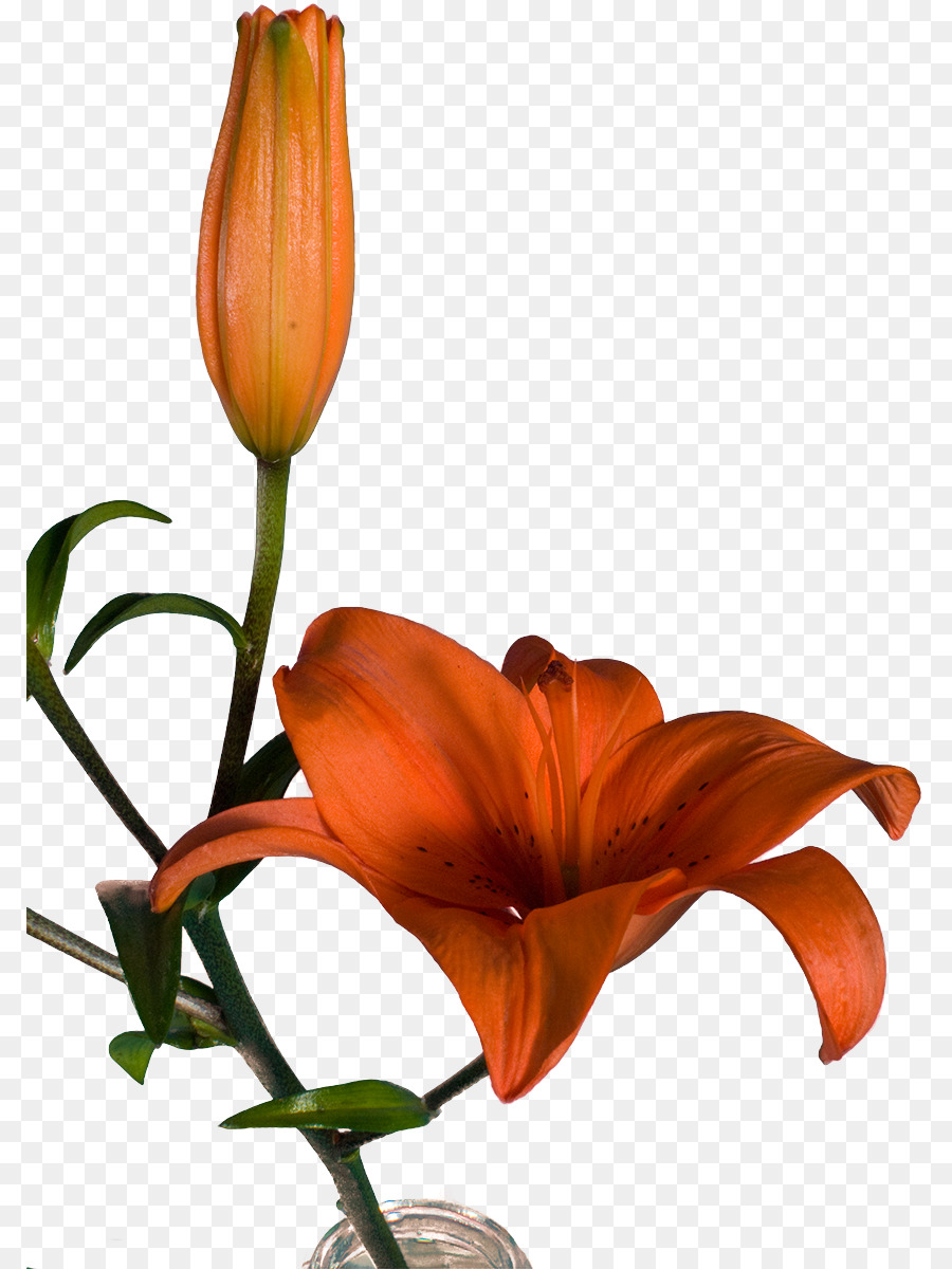 Las Flores Cortadas，Flor PNG