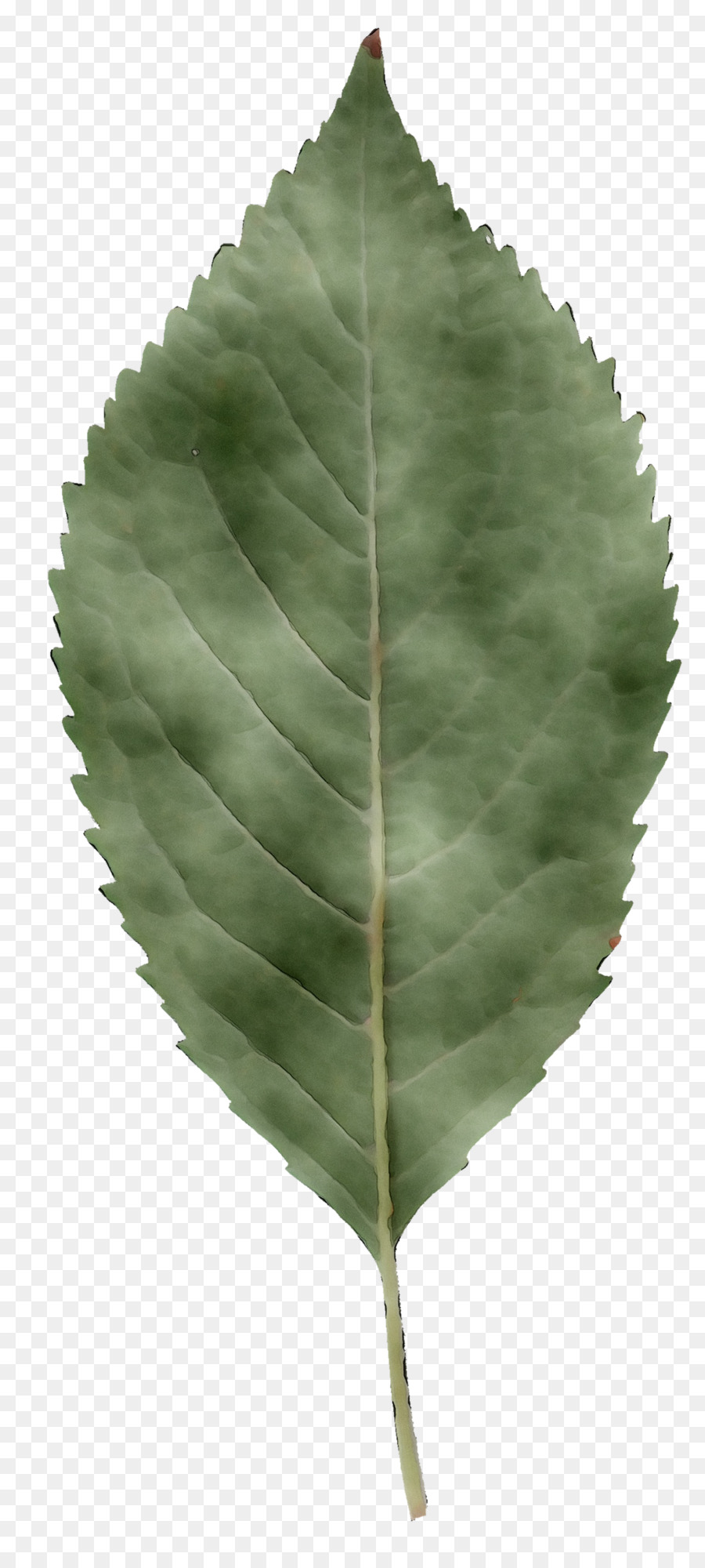 Hoja，Las Plantas PNG