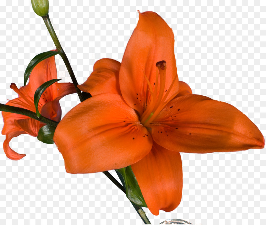 Las Serpientes，Naranja Lily PNG