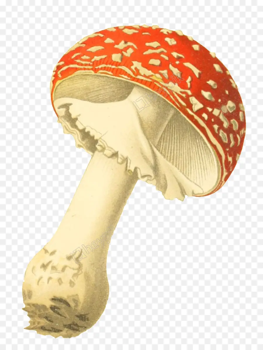 Fly Agaric，Ilustración Botánica PNG