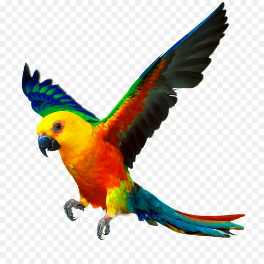 Cacatúa，Loro PNG