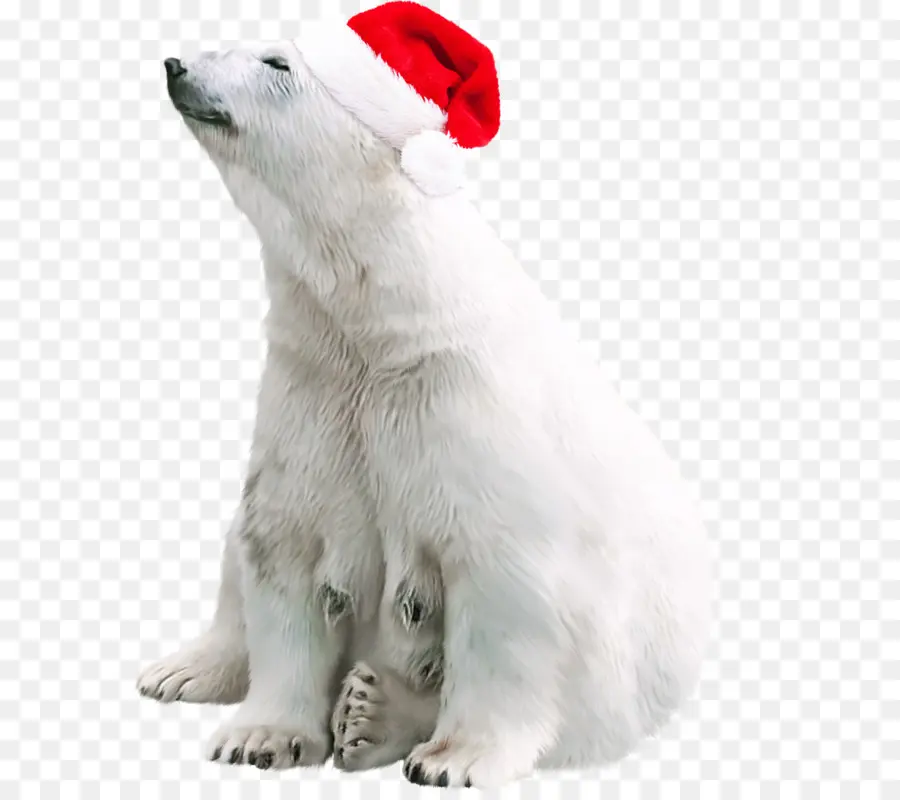 Oso Polar，Gorro De Papá Noel PNG