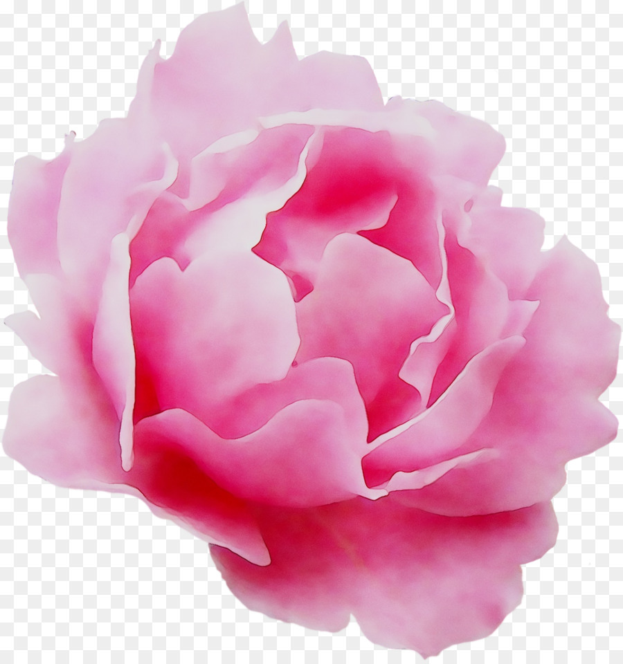 Las Rosas De Jardín，Col Rosa PNG