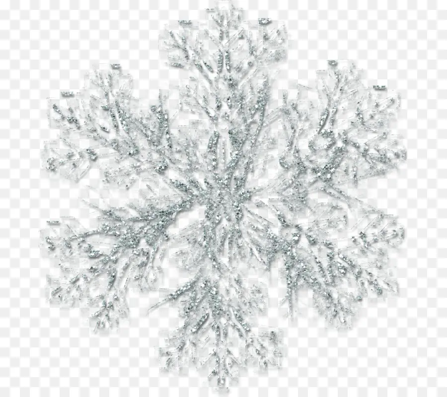 Invierno，Pino Blanco PNG